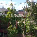 Samedi cosy: plantation de tomates